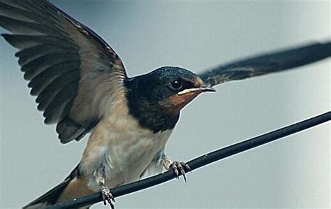 燕子飛進家|【有鳥飛進家裏】有鳥飛進家裡！破解常見迷信，揭開牠飛來的真。